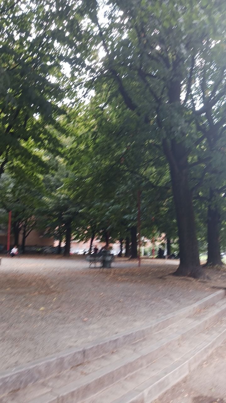 Dichte grüne Baumkronen über dem Weg im Park, vom Gehen leicht bewegt
